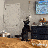 GIF