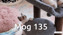 Mog Mogcat GIF - Mog Mogcat 135 GIFs