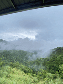 a view of a lush green forest with a cloudy sky in the background