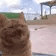 Cat Explosion Explode GIF