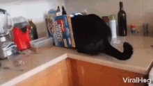 cat viralhog hungry eating cereal box