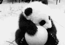 Adorable Panda GIF - Panda Ball GIFs