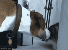 Cat Dog GIF - Cat Dog Slap GIFs