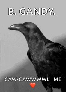 a black and white photo of a crow with the words b. gandy caw-cawwwwl me below it
