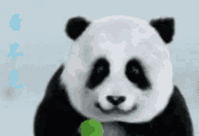 Panda Hide GIF