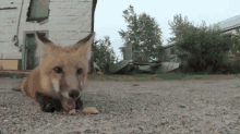 Fox Gets A Snack GIF - Cute Fox Snack GIFs