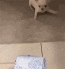 Chihuahua Puppy GIF