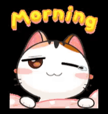 Morning Meow GIF - Morning Meow GIFs