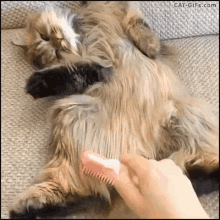 Pampered Cat GIF - Pampered Spoiled Cat GIFs
