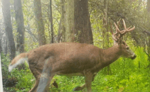 Big Boy Buck GIF - Big Boy Buck Come Here Deer GIFs