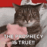 a cat is holding a stuffed animal in its mouth and saying `` the prophecy is true ! ''
