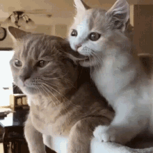 cats biting ear clingy cute