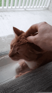 Cat Silly GIF - Cat Silly Cats GIFs