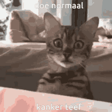 Kanker Kanker Kat GIF - Kanker Kanker Kat Doe Normaal GIFs