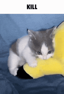 Cat Cat Angry GIF - Cat Cat Angry Kill GIFs