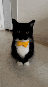 Uni Cat GIF