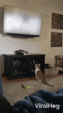 cat viralhog watching tv pet cute