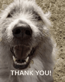 Thank Kratu GIF - Thank Kratu Dog GIFs