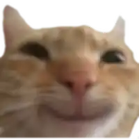 a close up of a cat 's face with its mouth open .