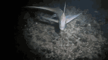Shark Ghost Shark GIF - Shark Ghost Shark Chimaera GIFs