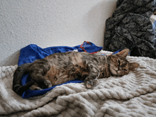 Juniper Cat GIF - Juniper Cat Tail GIFs