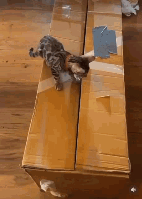 Cats Captured Cat GIF - Cats Captured Cat Ambushed GIFs