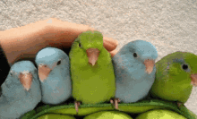 попугайчики GIF