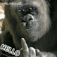 gorilla middle finger eff you flip off