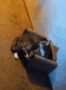Gadget Cute Cat GIF - Gadget Cute Cat Snoop GIFs