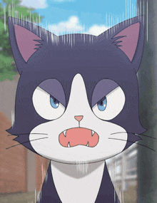 a black and white cat with a very angry look on his face
