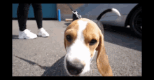 Doggo Beagle GIF - Doggo Beagle Hatfilms GIFs