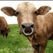 Cow Septum GIF