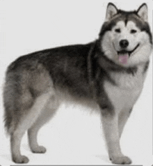 a husky dog standing on a white background with its tongue hanging out .