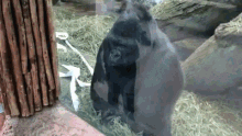 Gorilla Flip GIF - Gorilla Flip GIFs