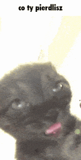a picture of a cat with a caption that says co ty pierdlisz