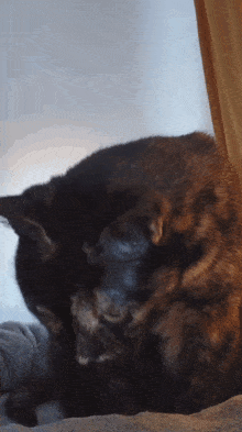 Cat Surprised GIF - Cat Surprised Say What GIFs