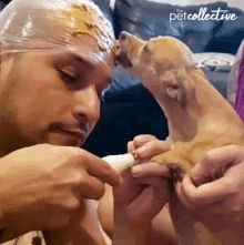 Pet Lover The Pet Collective GIF - Pet Lover The Pet Collective Licking GIFs