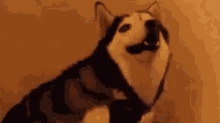 Sneeze Dog GIF