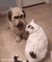 Cat Dog GIF - Cat Dog Annoyed GIFs
