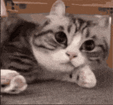 Komaru Cat GIF - Komaru Cat GIFs