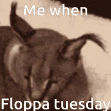Floppa Floppa Tuesday GIF - Floppa Floppa Tuesday GIFs