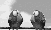 Black And White Shocked GIF - Black And White Shocked Surprised GIFs