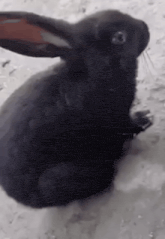 a black rabbit is sitting on the ground with its paws on the ground .