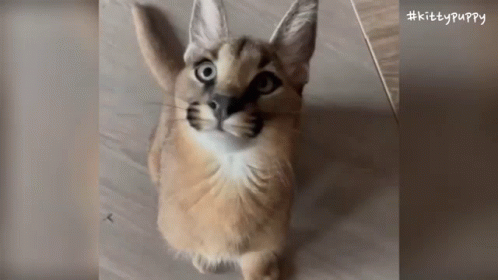 Floppa Angry Cat GIF - Floppa Angry Cat Floppin - Discover & Share