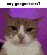Geoguessr Cat GIF - Geoguessr Cat Swag GIFs