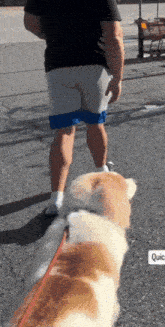 a man is walking a dog on a leash on a sidewalk
