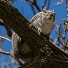 a squirrel standing on a tree branch looking at the camera