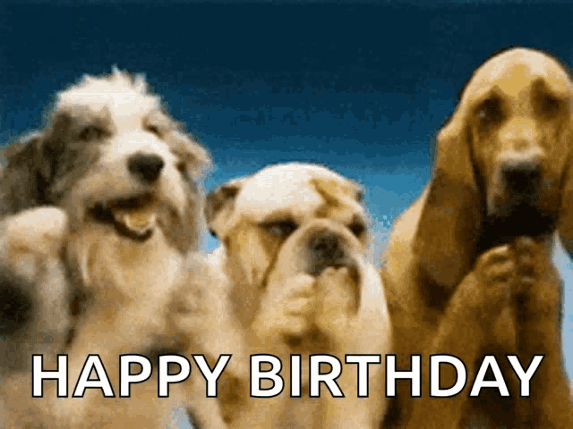 25 Hilarious Dog GIFS to Celebrate National Dog Day (And Your