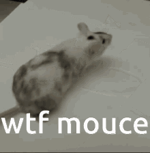 Mouce Wtf GIF - Mouce Wtf GIFs