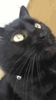 Cat Black Cat GIF - Cat Black Cat Kai GIFs